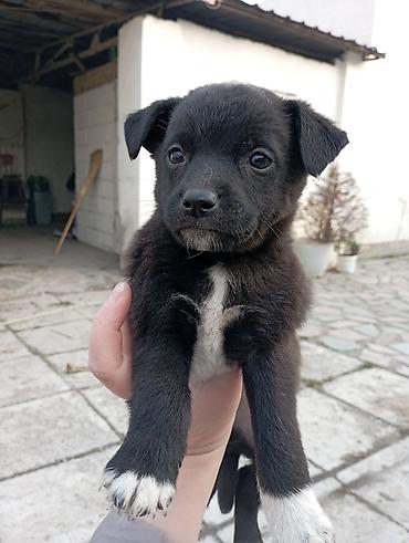 Отдам даром собаку: Щеночки звоночки, 2 месяца .вырастут небольшого роста . бесплатно — 12