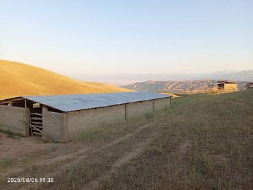 Продажа сельхоз предприятий: Токтогул шаары котормо айылынан айылдын четинен сарай уйу мн сатылат — 3