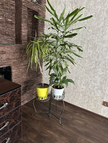 растения для офиса: Срочно продаются большие растения, комнатные цветы, комнатные