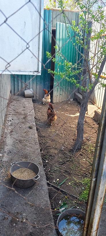 Продажа дач: Продается Дача 5 соток с двухэтажным домом 46 квадратов летней — 18