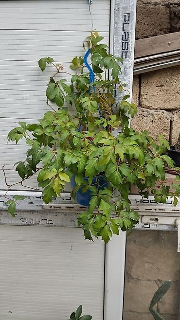 çilədağı bitkisi qiyməti: Satılır: dekorativ saksı bitkiləri dəsti - Schefflera arboricola — 7