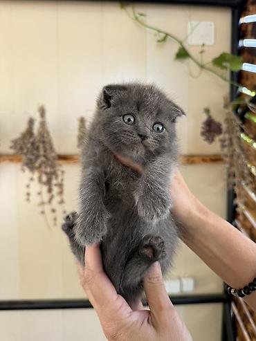 кошка породистый: Скотиш Фолд (Шотландская вислоухая), 1 месяц, Мальчик, Голубой, Приучена к лотку — 2