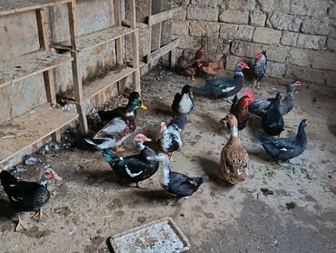 Ördəklər: Satılır: ördək və toyuq/quzuqoyun qarışıq həyət quşları - Növlər — 5