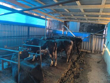 Коровы, быки: Продаю | Бык (самец) | На откорм | Привязанные — 6