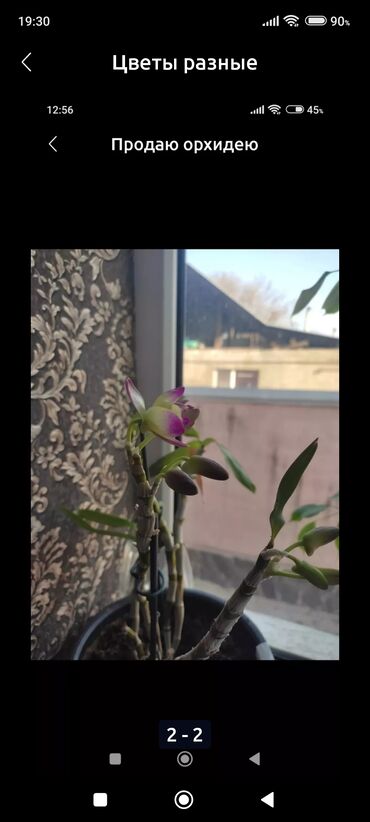 орхидея: Орхидея дедтдробиум 1000сом без торга