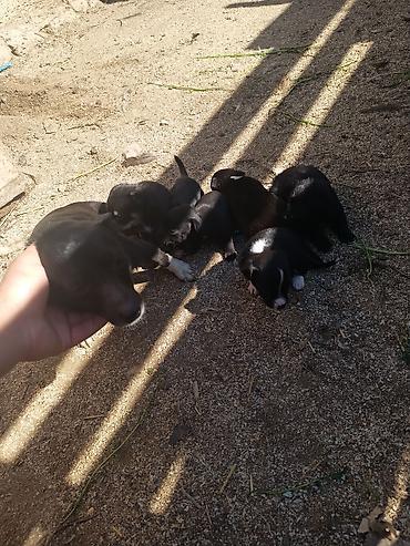 İtlər: Zvanok it balaları — 1