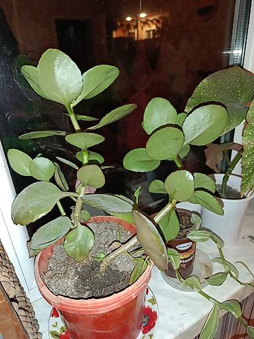 sitili: Bitki: Begoniya maculata (Polka-dot begoniya) Təsvir: - Dekorativ — 5