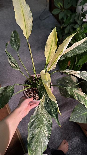 спатифиллум сенсация: Спацифиллум Даймонд вариегатный (Spathiphyllum variegata) в горшке. - — 1