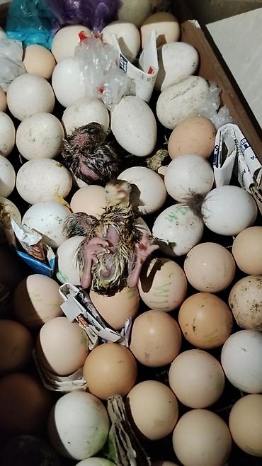 Инкубаторы: Инкубатор «Норма Луппер» - Тип: электрический инкубатор для птицы - — 11