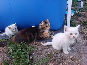 Котята от породистой кошки - Помёт: 4:котенк(3 девочки 1 мальчик)от