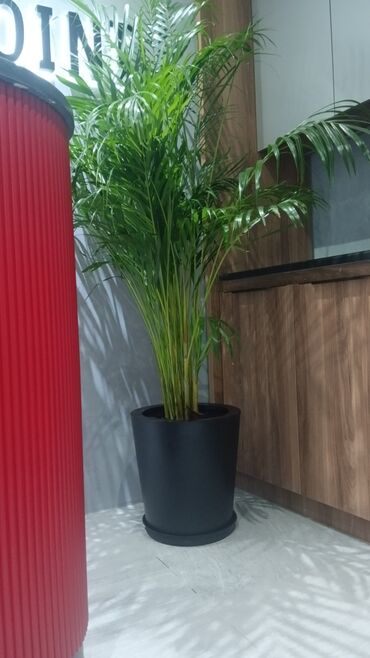 Şitillər: Qazon landşaft #qazon #torf #torf250litrlik Ekolayf #ekolayf balaken — 10