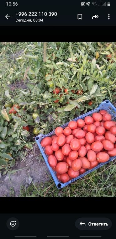 огурцы помидоры: Помидорлор Кара өрүк сымал