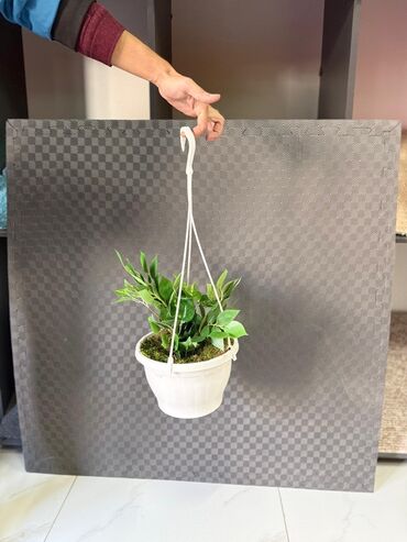 Otaq bitkiləri: Asma saksıda dekorativ yaşıl bitki - Ağ rəngli asma plastik saksı -da lalafo.az — 7 Otaq bitkiləri: Asma saksıda dekorativ yaşıl bitki - Ağ rəngli asma plastik saksı — 7