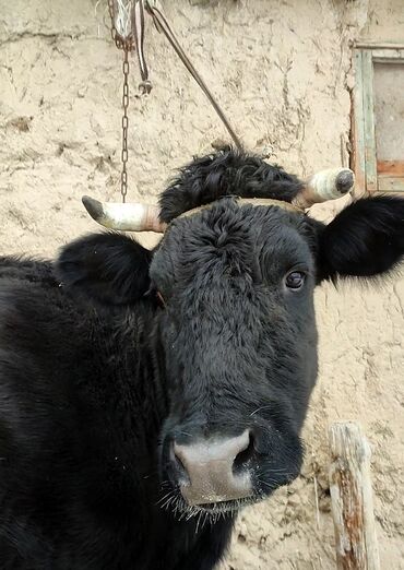 кара кече комур кени: Продаю | Корова (самка) | Алатауская | Для молока | Искусственник