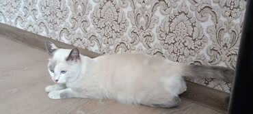 сибирская черно белая кошка: Сиамская, 6 месяцев, Девочка