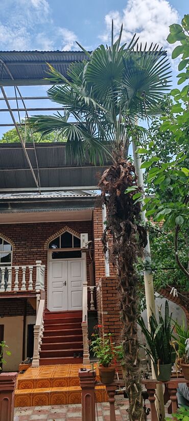 palma ağacı satışı: Palma ağacı 4metir uzunluğunda 20 illik ağac