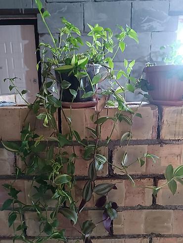 Другие комнатные растения: Комнатные растения — набор 1) Бегония (черенок/молодое растение в — 5