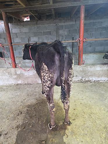 Коровы, быки: Продаю | Корова (самка) — 8