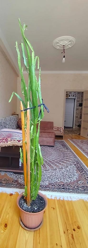 otaq gülləri: Dekorativ, hündür sukkulent/kaktus tipli otaq bitkisi. Uzun, dik — 2