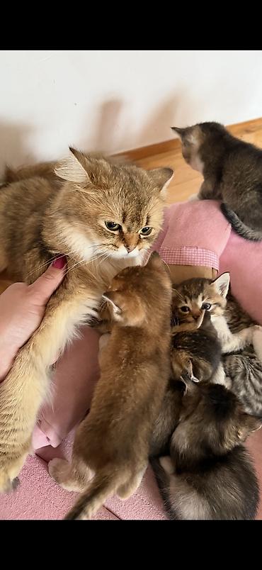 pişik satışı ucuz: 2ayliq balalar😍 Sari olan erkekdir 150 digerleri qizdir 50m Ana — 9