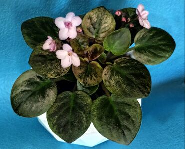 Фиалки и глоксинии: 🌱🌺🌱 Продаю сортовые ДЕТКИ стандартных фиалок🌱🌺🌱. Цены от 80-150 сом — 11