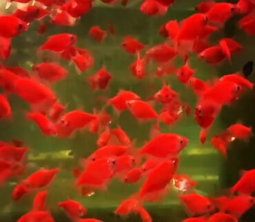 Akvariumlar: Akvarium baliglarinin satiwi 🦈 Danio baligi olcu 2 sm+,reng