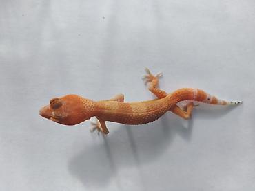 Зоотовары: Леопардовые гекконы (Eublepharis macularius) редких морф Элитный — 20