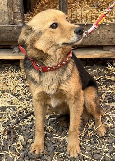 Отдам даром собаку: Собака даром: Дворняжка, 1 год, Самка, С прививкой — 10