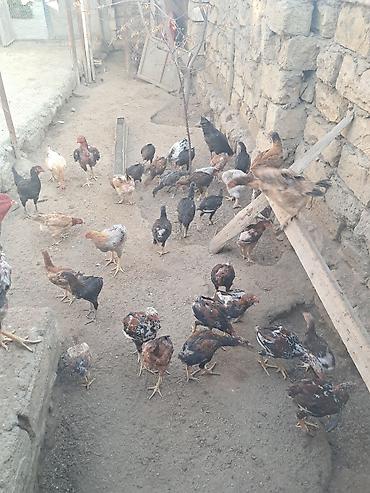 kend cuceleri: Məhsul: Ev şəraitində bəslənən yerli heyrati cuceler — 2