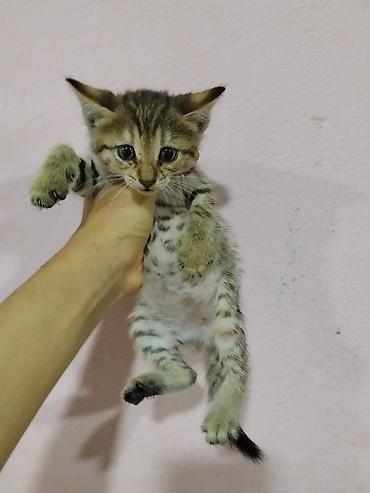 pulsuz it satilir: Sevimli balaca pişik bala bala pisiy balalaridi analari atib gedibdi — 1