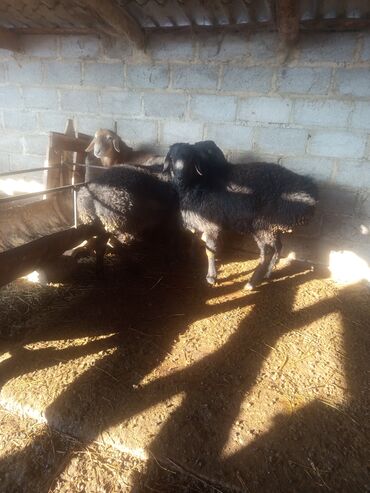 Баран, овца: Продаю | Баран (самец) | Эдильбаевская, Арашан | Для разведения — 8