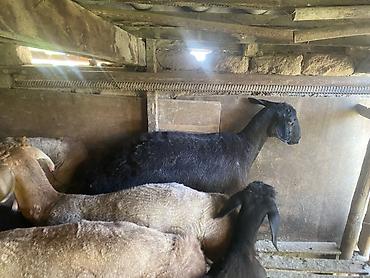 Животные: Продаю | Баран (самец) | Долан | Для разведения | Матка — 6