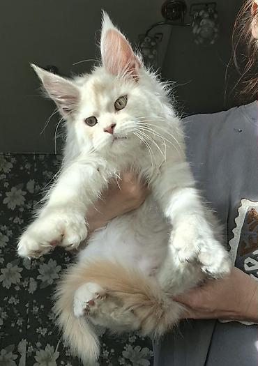 кот мейкун: Мощный Чистоплотный котёнок мейн-куна с полным пакетом Документов — 3