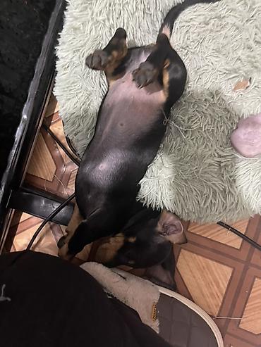 Продажа собак: Продаются замечательные щенки — такса и чихуахуа 🐶✨ Ищем заботливых и — 2