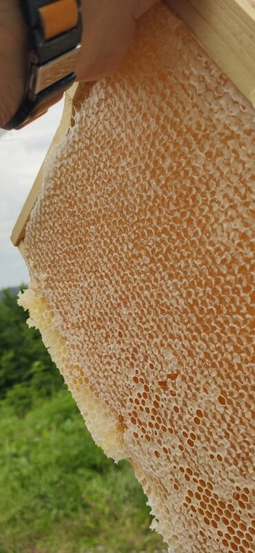 Bal: Elf bee's 1977 eco product for health and longevity tovuzun -da lalafo.az — 6 Bal: Elf bee's 1977 eco product for health and longevity tovuzun — 6