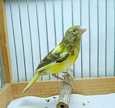 labrador satisi: Kanareyka bulbul. 7 ayliq disi.sekil.oz sekildiir. kanareyka satisi — 1