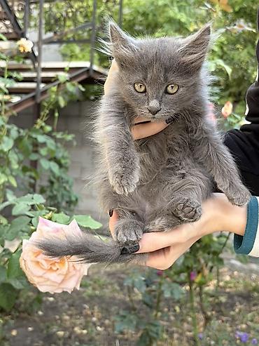 кошка крысолов: Беспородная, 2 месяца, Мальчик, Серый, Проглистована — 1