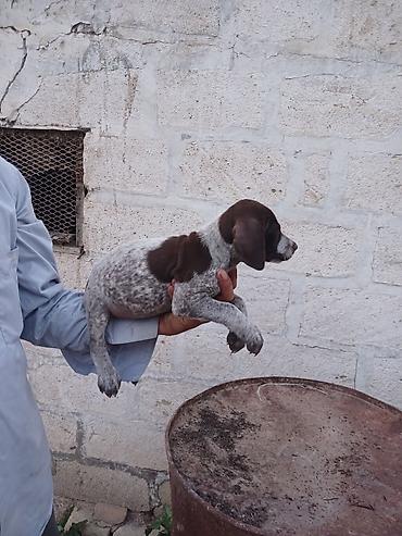 balalı qoyunlar: Alman qısatüklü ov iti balası (German Shorthaired Pointer) – — 3