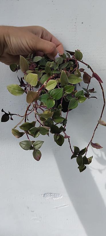 postamenti: Tradescantia zebrina (vodopadna zebrina) – viseća sobna biljka u — 2