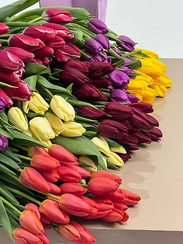 Букеты из живых цветов: Тюльпаны Голландские от 85с ОПТОМ (Район ж/м Кок Жара) ул — 2