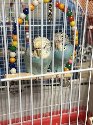 Heyvanlar: Məhsul: Cüt dalğalı tutuquşu (budgerigar) Təsvir: - Rəng: Açıq — 2