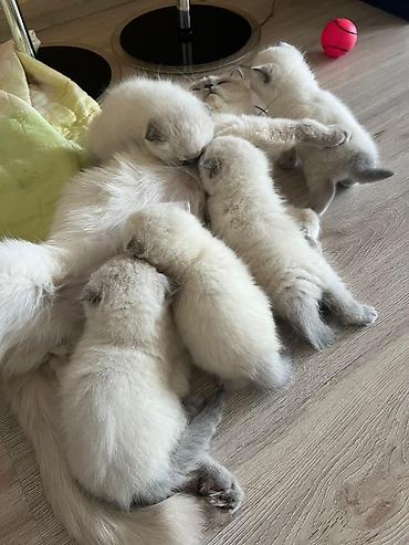 Pişiklər: Britan, Erkək, Dişi — 19