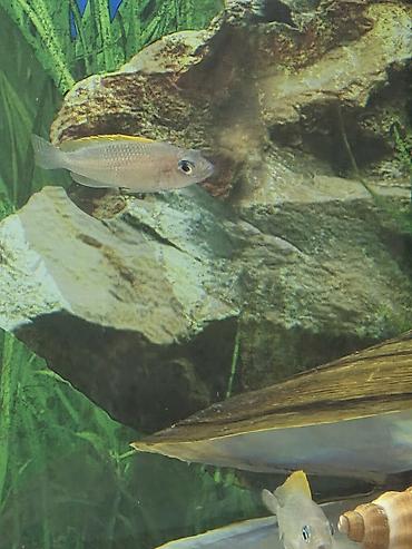 Balıqlar: Tanqanika baliklari hamsi birlikdə satlir 16 dənə Yekədirler -da lalafo.az — 13 Balıqlar: Tanqanika baliklari hamsi birlikdə satlir 16 dənə Yekədirler — 13