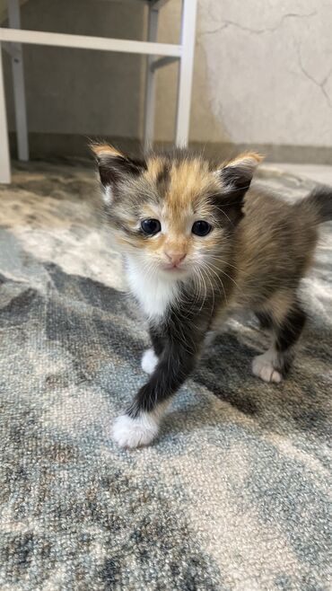 купить котят в бишкеке: Кошка даром: Беспородная, 1 месяц, Мальчик
