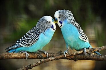 Птицы: Продаю волнистых попугаев. самец и самка 7-8 месяцев . С клеткой и с