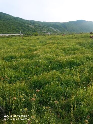 Torpaq sahələrinin satışı: Agsu rayonu, Suraxani kendinde 105 sot torpag sahesi satiram. Yanindan