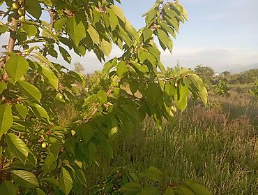 Другие товары для дома и сада: Продаю сад черешня 350шт. персик поздний 60 шт. территория 1,26га — 4