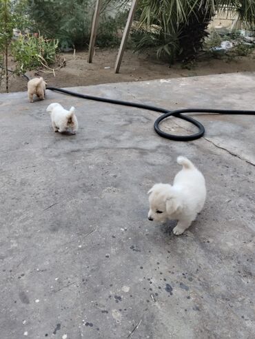 cins göyərçinlər: 1 ay, Dişi, Ünvandan götürmə