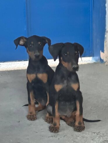Pişiklər: Doberman, 2 ay, Erkek, Peyvəndli