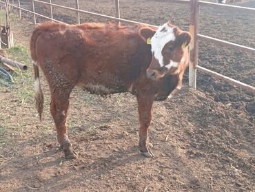 показы 1 354 72 договорная кошка даром британская короткошёрстная 1 год мальчик метис 2 позвонить написать: Продаю | Тёлка | Монбельярд | На откорм